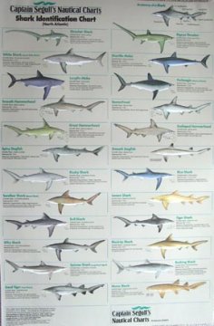 Captain Segull's Nautical Charts Shark Identification: Poster